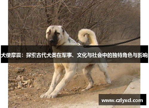 犬使摩震：探索古代犬类在军事、文化与社会中的独特角色与影响